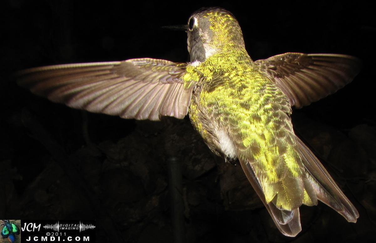 Hummingbird photo captured from Robo-Cam Motion Detection at JCMDI.COM